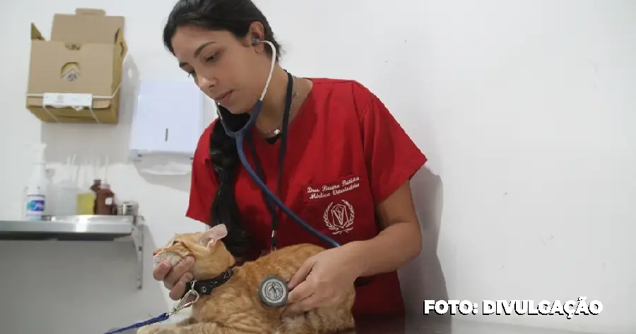 São Gonçalo abre mais 512 vagas para castração de cães e gatos