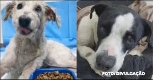 Polícia Civil identifica suspeitos de enterrar cachorros vivos