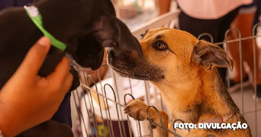 Proteção Animal Maricá promove adoção de 15 pets