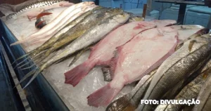 Semana do Pescado em Niterói, Maricá e São Gonçalo