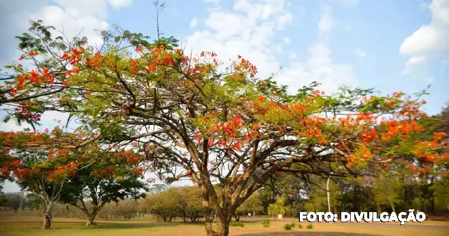 Como Fica o Tempo Durante a Primavera no Brasil?