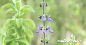 Inauguração da Farmácia de Plantas Medicinais em Maricá