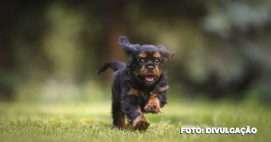 Por que a Alemanha cobra imposto sobre cães?