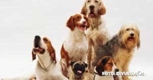 Raças de cachorro com maior expectativa de vida